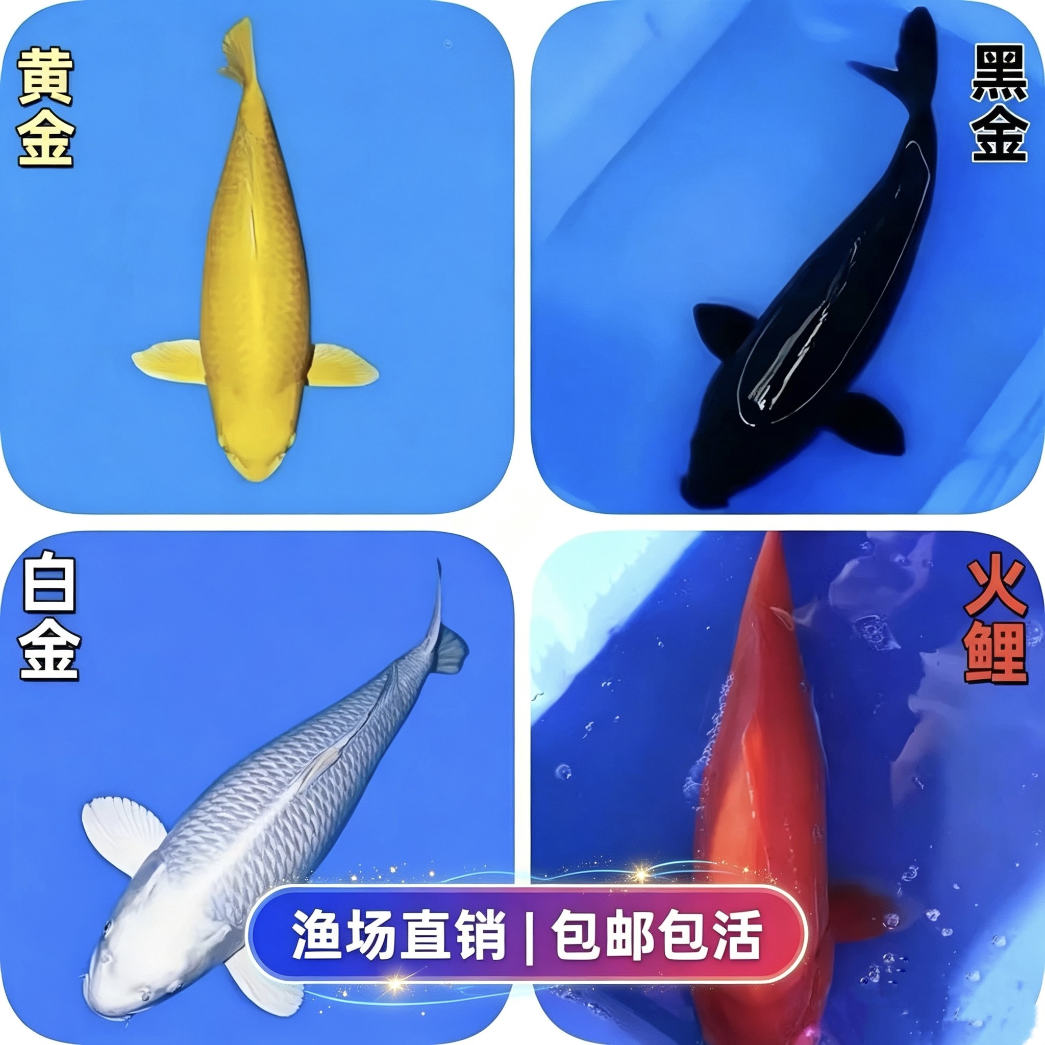 纯种日本锦鲤黄金黑金白金火鲤