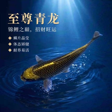 高档大型活鱼古黄金锦鲤淡水冷水鱼观赏鱼招财鱼红白三色耐养易活