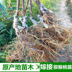 四川苍溪红心猕猴桃猕猴桃苗嫁接苗红阳树苗东红金果徐香当年挂果