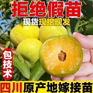 四川脱骨青脆李子苗西梅李果树苗南方空心李汶川晚熟清脆李苗