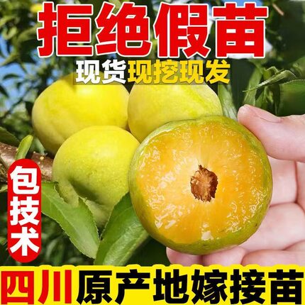 四川脱骨青脆李子苗西梅李果树苗南方空心李汶川晚熟清脆李苗