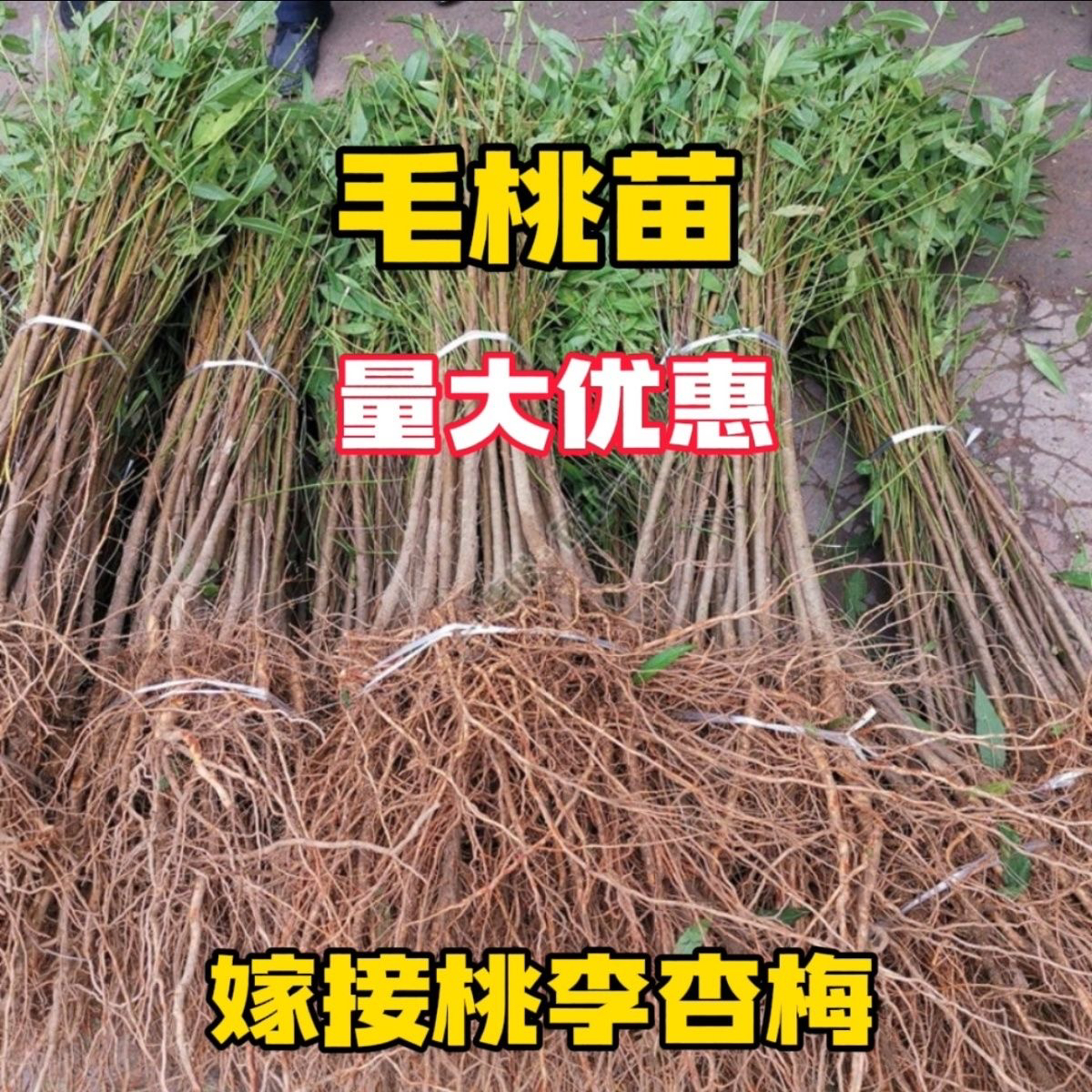 毛桃苗野生毛桃苗桃树实生苗桃树砧木未嫁接桃树苗桃树直生苗批发