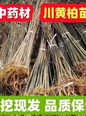 四川现挖厚皮川黄柏树苗中药材药用黄柏苗可剥皮高成活率基地直供