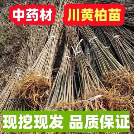 四川现挖厚皮川黄柏树苗中药材药用黄柏苗可剥皮高成活率基地直供