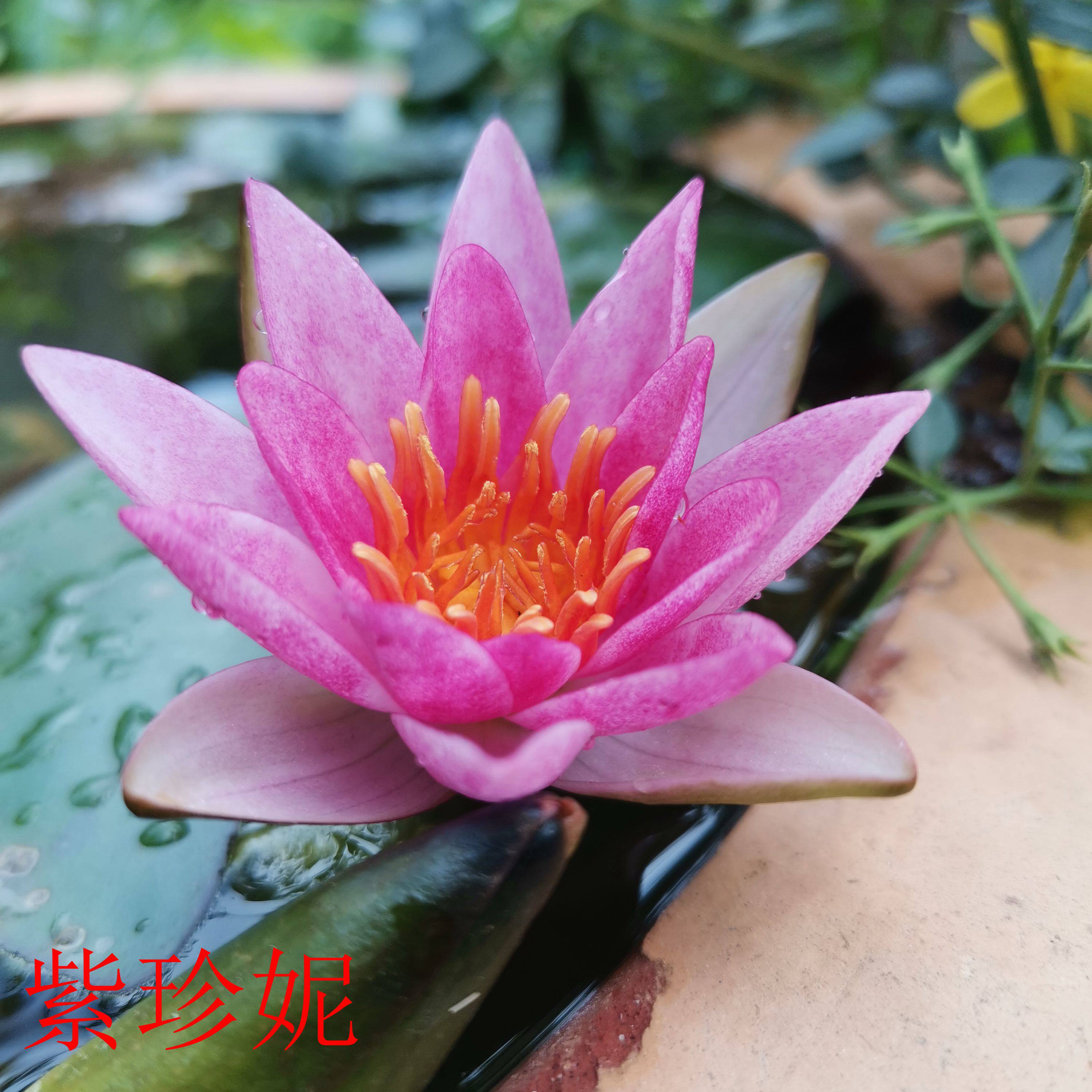 睡莲微型紫珍妮