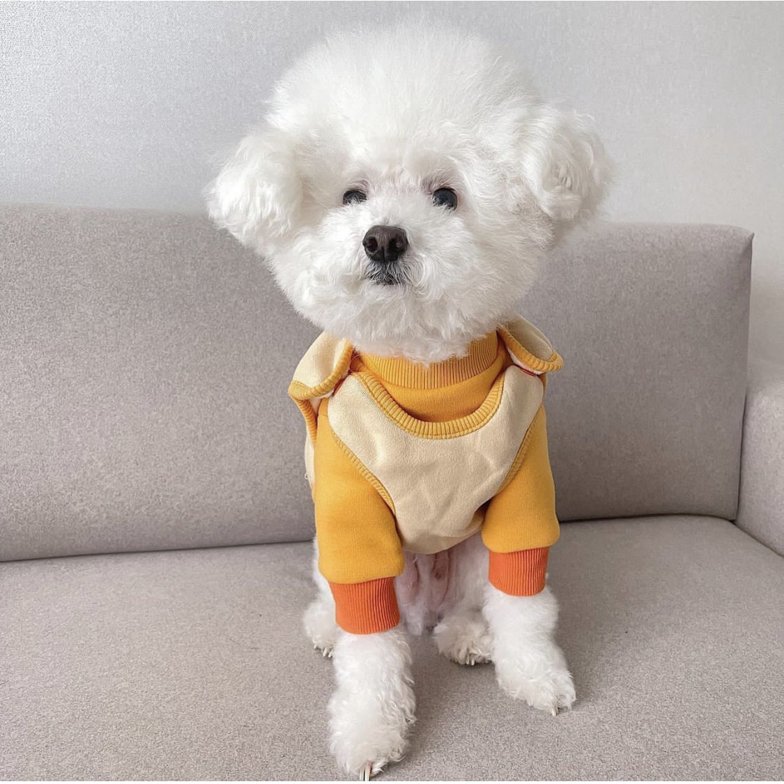 新品冬季新韩版宠物狗猫加绒立领绣花卫衣外套全棉内搭保暖两脚衣