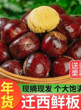 2025年迁西板栗新鲜现摘带壳生鲜栗子河北迁西3113油栗个大均匀