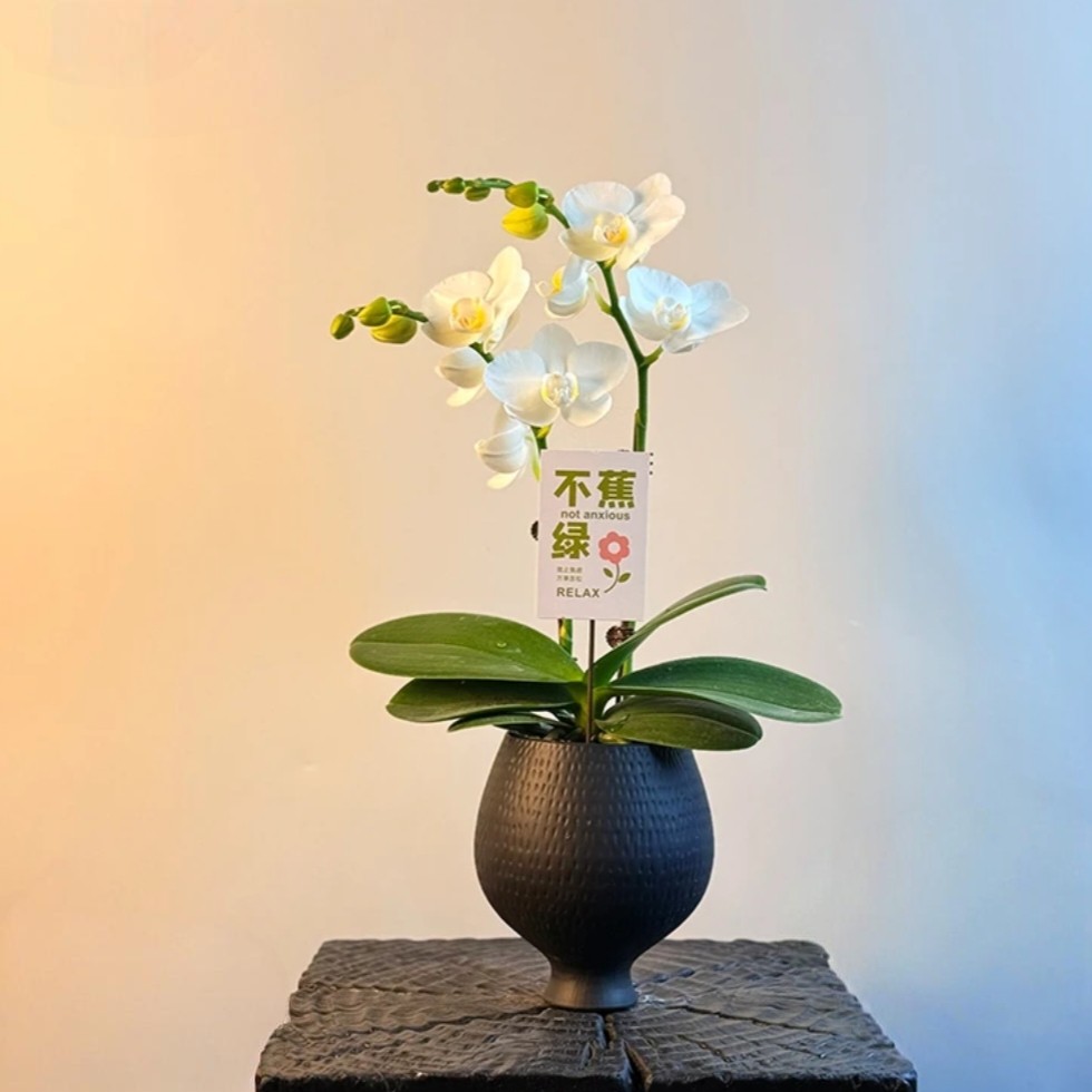 欧式新款网红阳台陶瓷花盆北欧室内创意个性高级蝴蝶兰专用花盆