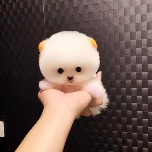 茶杯博美犬小型销量排行榜 茶杯博美犬小型品牌热度排名 小麦优选