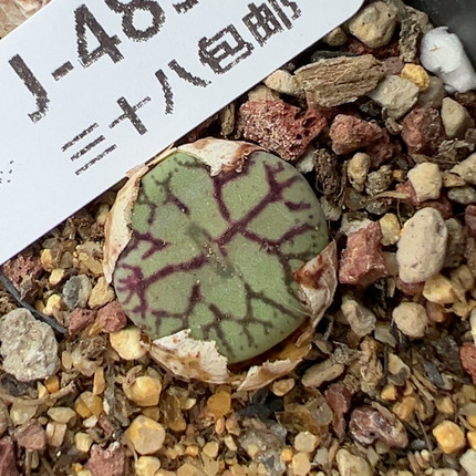4850八重