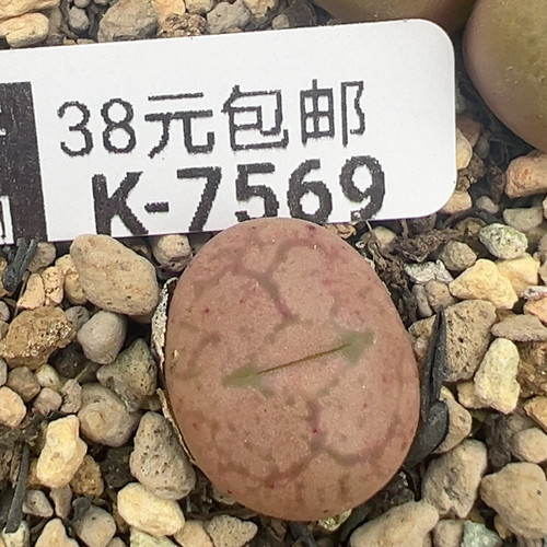 7569毛杂