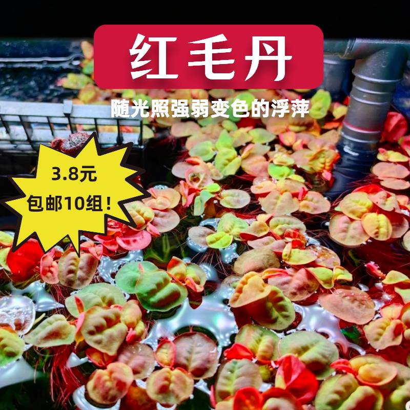 草场基地红毛丹爆塘底价倾销