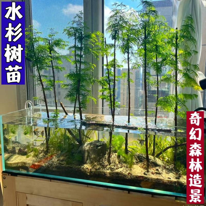 水杉造型盆景四季室内办公室