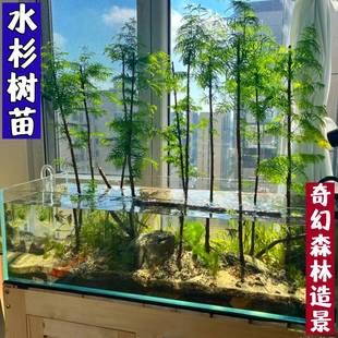 水杉造型盆景四季室内办公室鱼缸造景水养水培植物好养活懒人绿植