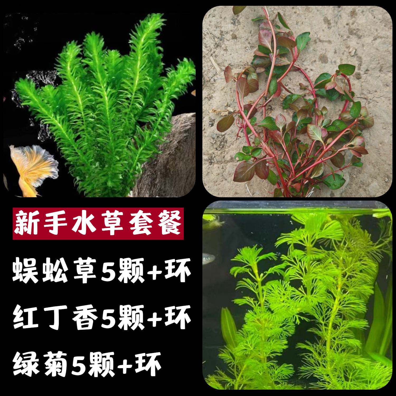 蜈蚣草红丁香绿菊淡水新手鱼缸造景后景有茎类紫生态鱼缸造景水草