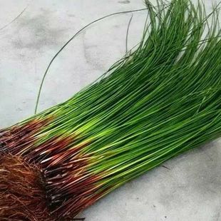 灯芯草新鲜龙须草虎须煲汤新鲜整株儿童清火灯芯草现采野生灯心草