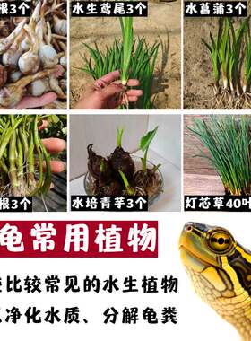 龟缸净化水质挺水植物慈姑苗水菖蒲鸢尾水芹青芋灯芯草沼泽过滤缸