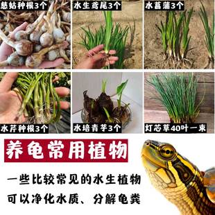 龟缸净化水质挺水植物慈姑苗水菖蒲鸢尾水芹青芋灯芯草沼泽过滤缸