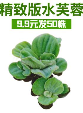 精致版水芙蓉绿色浮叶型淡水草低肥需求易养活体水草