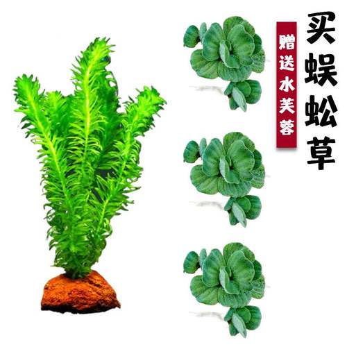 水草蜈蚣草鱼缸造景绿菊花