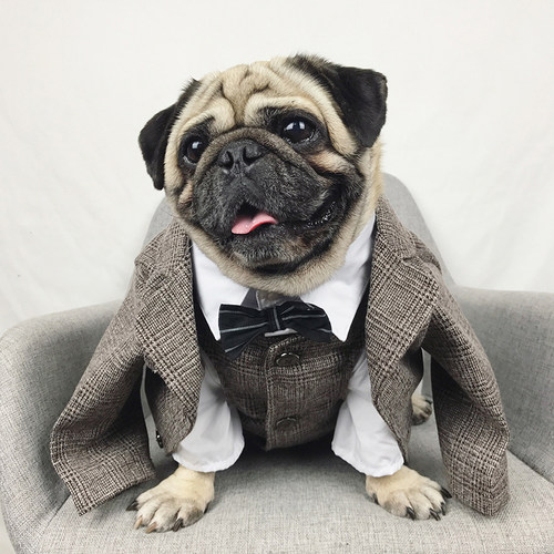 狗狗西装巴哥柯基斗牛犬婚纱礼服