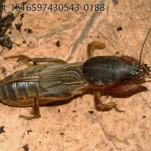 蝼蛄活虫新鲜蝼蛄活虫土狗子活体发货存活率高垂钓鱼饵宠物鸟类饲