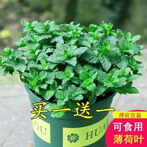 【买一送一】薄荷盆栽可食用清凉驱蚊草新鲜薄荷苗净化空气绿植
