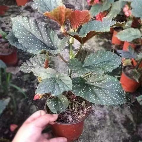 竹节海棠花卉盆栽大叶斑点易成活四季阳台观海秋海棠木本绿植好养