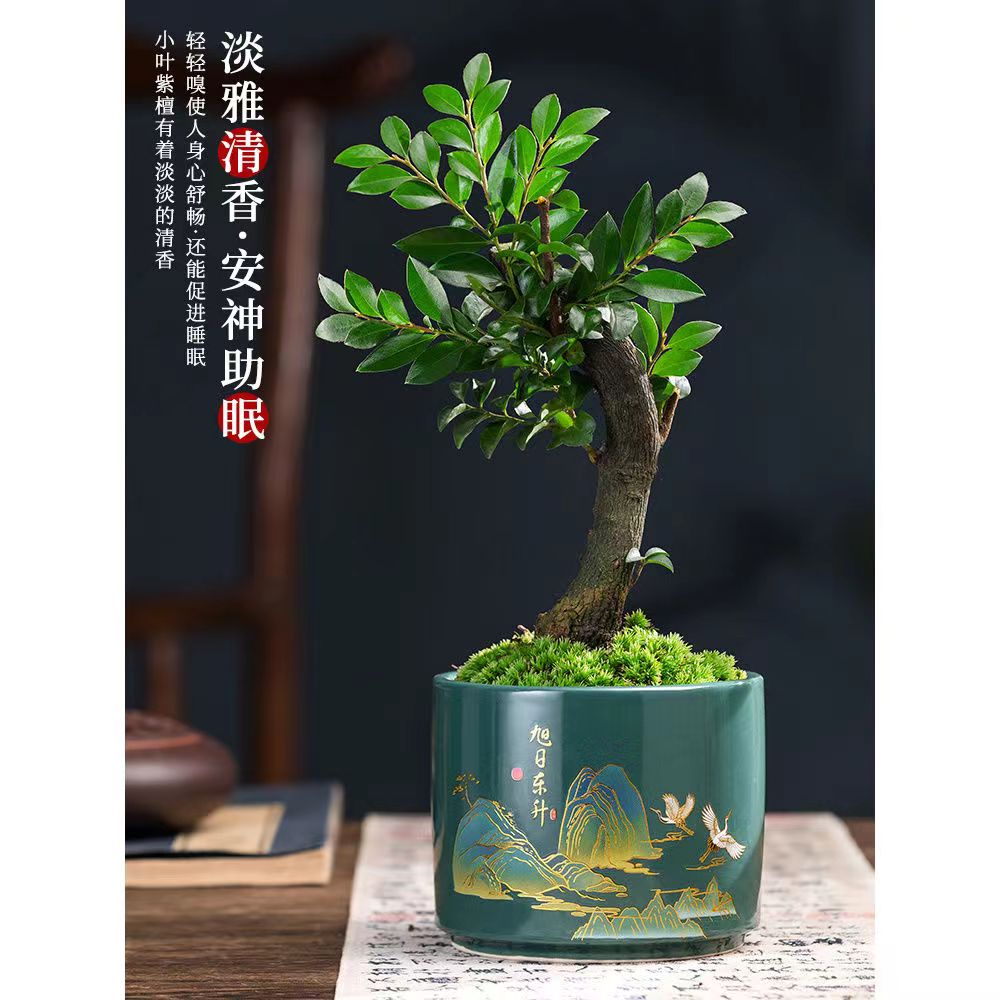 小叶紫檀盆景盆栽树植物室内花卉四季好养活客厅阳台办公室桌面绿