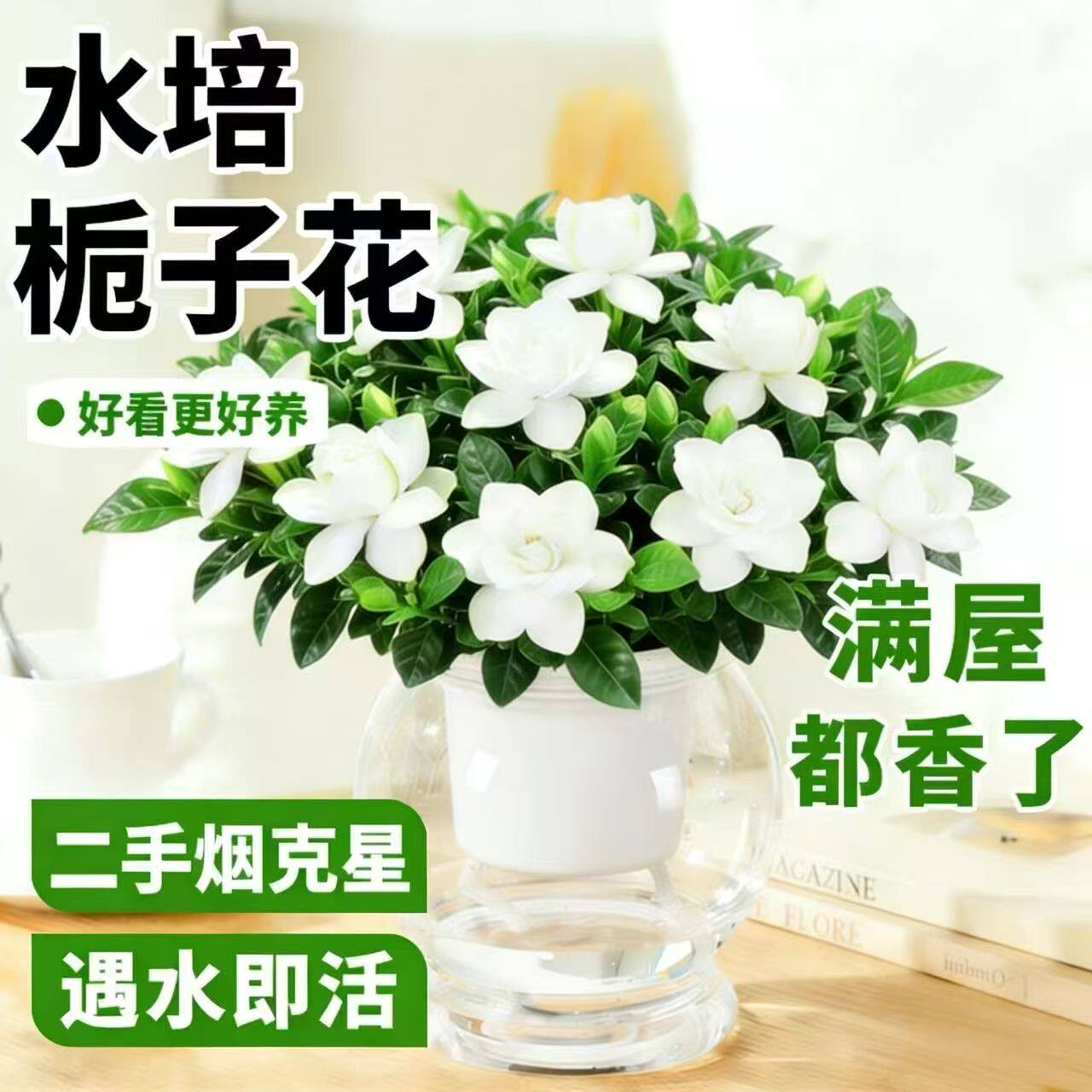 【栀子花水培】盆栽室内净化空间浓香型驱蚊虫带四季好养桌摆花卉