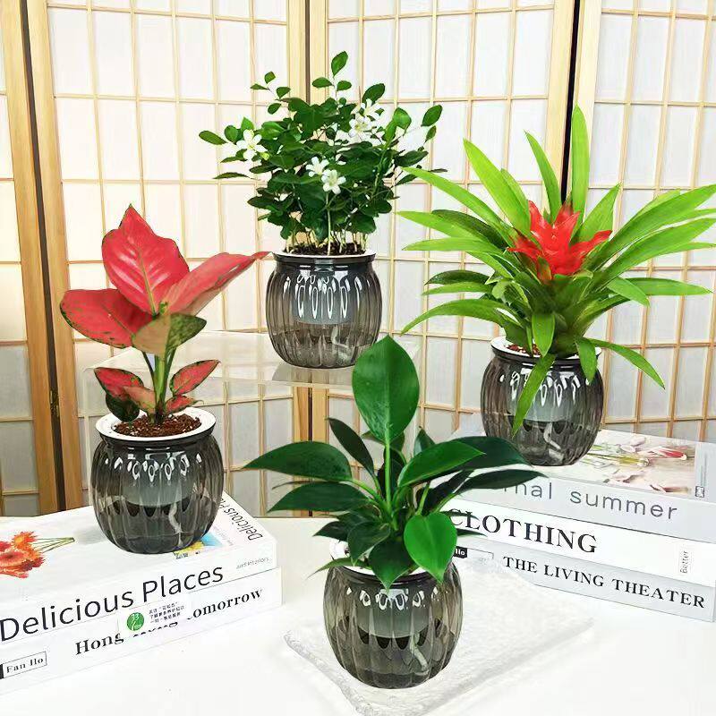 【绿植四件套】九里香吉利红金钻小红星绿植好养室内桌面盆栽水培