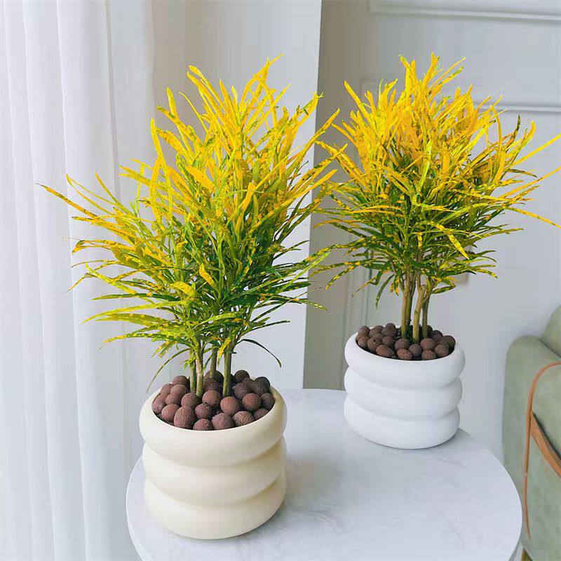 【遍地黄金】柳叶洒金木寓意招财进宝办公室内客厅绿植花卉盆栽,鲜花速递/花卉仿真/绿植园艺,绿植,淘宝优惠券,粉丝福利购,淘宝优惠卷