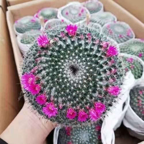 大玉翁仙人球开花多肉植物室内外好养桌摆办公室电脑阳台懒人花卉