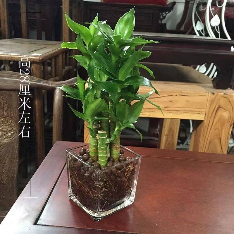 花卉荷花竹观音富贵竹水培植物带根花卉绿植办公室内盆栽易活好养