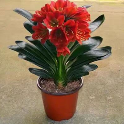 君子兰盆栽室内绿植好养花卉桌面