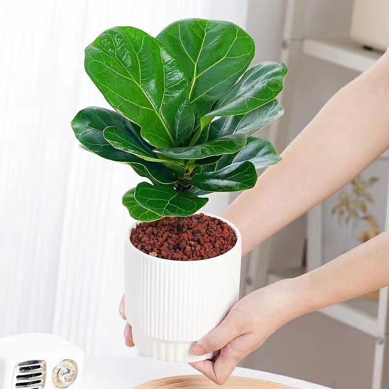 琴叶榕盆栽大叶北欧风水培土培植物办公室内客厅桌面好养懒人花卉