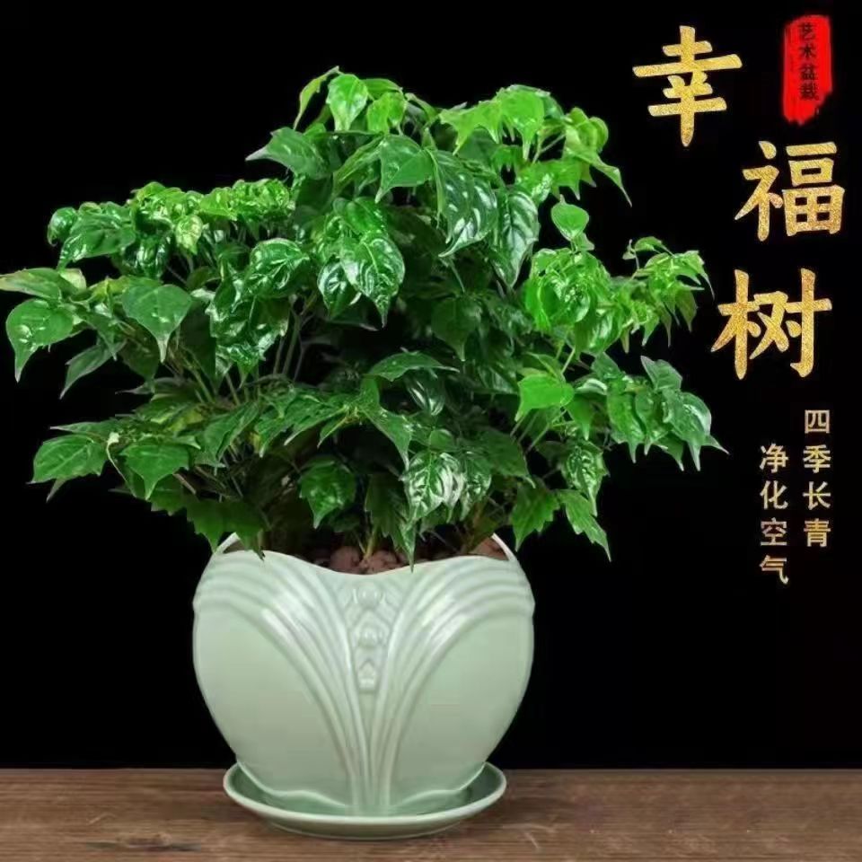 幸福平安树安眠助眠幸福树盆栽室内办公室客厅好养庭院新房净化空