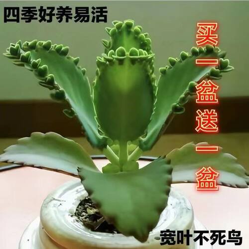 不死鸟盆栽宽叶多肉植物蕾丝公主落地生根耐热好养新手花卉