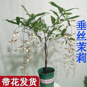 垂丝茉莉盆栽四季开花室内阳台