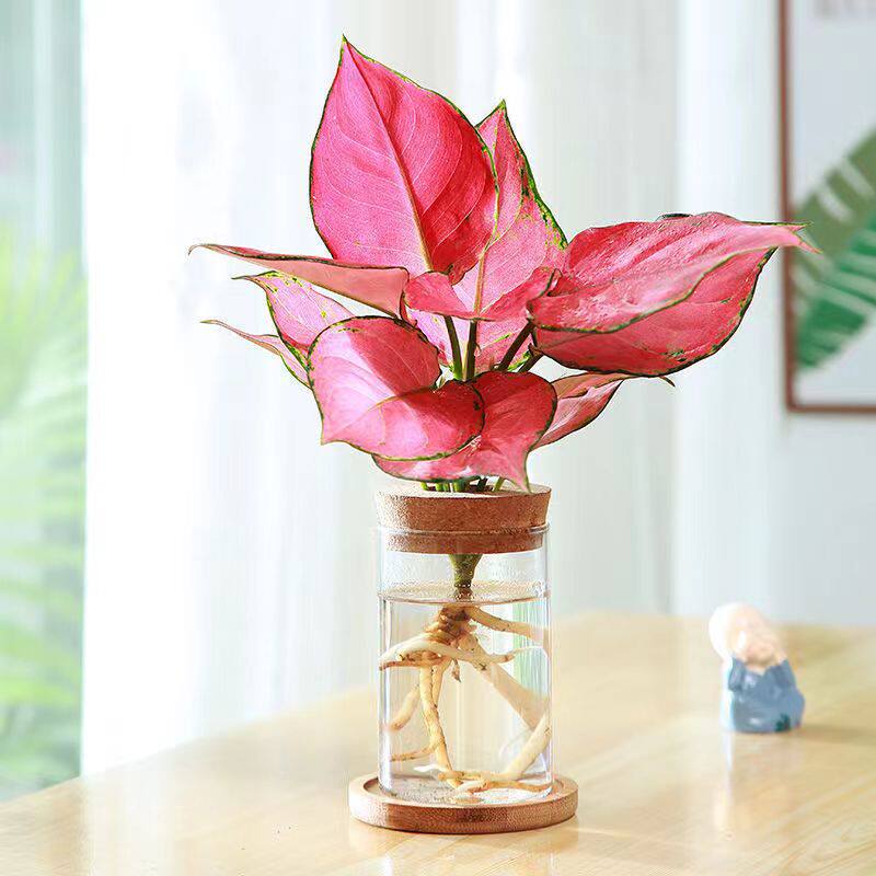 吉利红如意皇后盆栽办公室吸甲醛小绿植懒人水培植物好养易成活