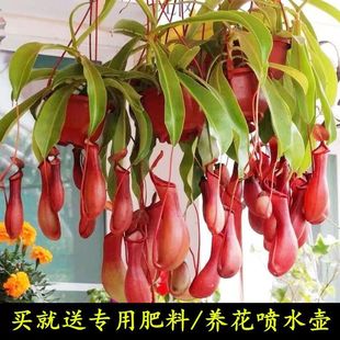 猪笼草捕蝇草大号盆栽食虫植物驱虫驱蚊夏季 室内奇趣儿童绿植吊盆