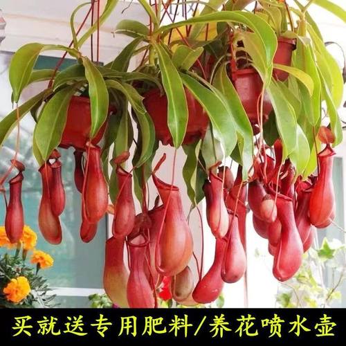 猪笼草捕蝇草大号盆栽食虫植物驱虫驱蚊夏季室内奇趣儿童绿植吊盆