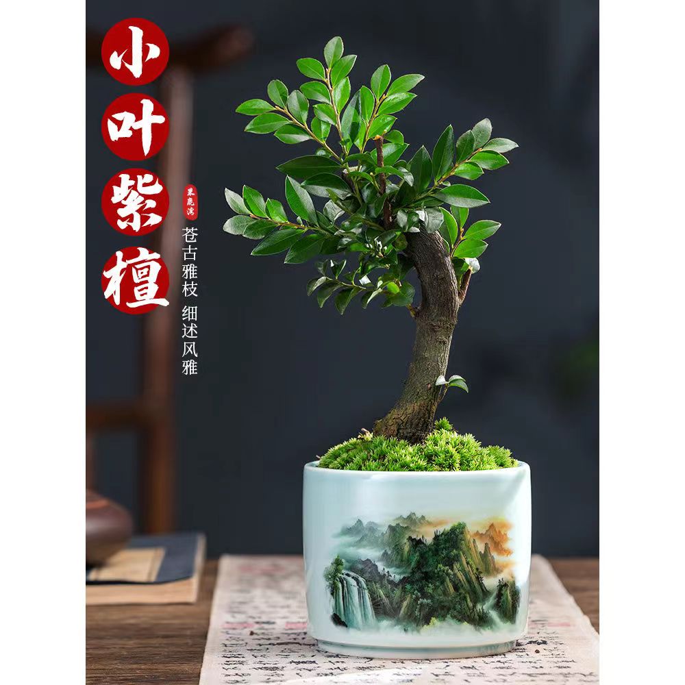 小叶紫檀盆景盆栽树植物室内花卉四季好养活客厅阳台办公室桌面绿