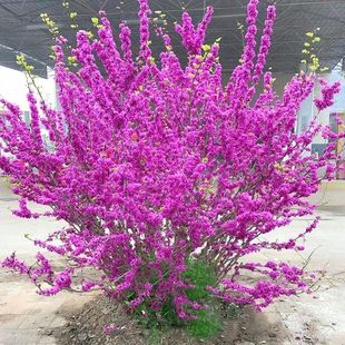 紫荆花树苗大门风景树庭院室外开花耐寒南北方好养工程苗圃易成活