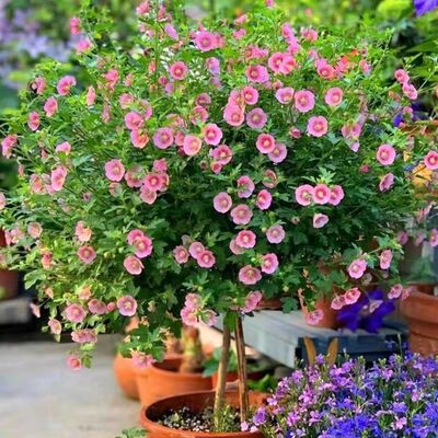 小木槿独杆棒棒糖盆栽花卉绿植木本开花好养阳台庭院地栽耐寒耐热
