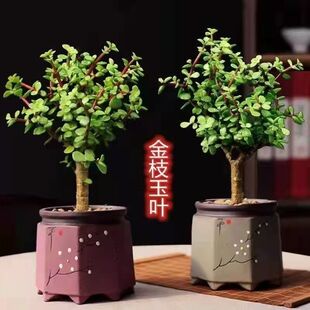 金枝玉叶多年生老桩室内阳台多肉植物花卉绿植四季好养南北适宜