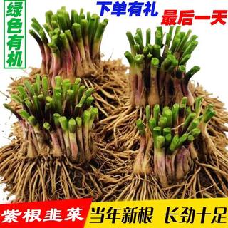 新韭菜根紫根四季香细款叶韭菜根苗蔬菜盆栽植物阳台种菜庭院包活