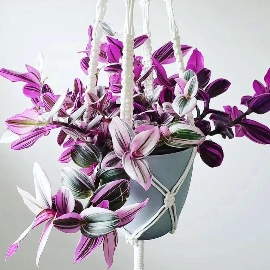 绽放四季婚礼油画吊兰室内净化空气办公室观叶小盆栽吸甲醛防辐射