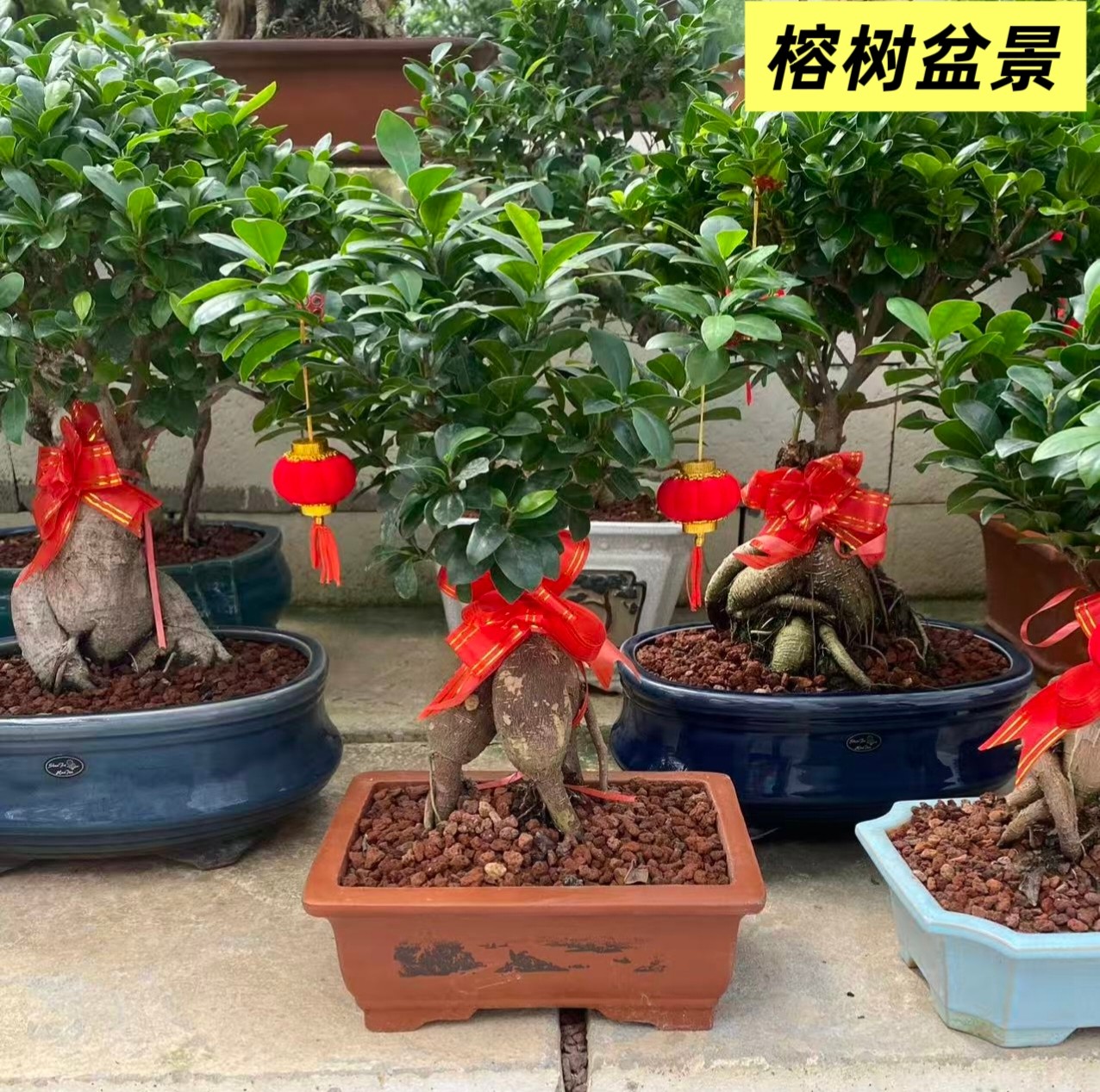 高档榕树盆景乔迁送礼领导办公桌绿植喜阳耐晒