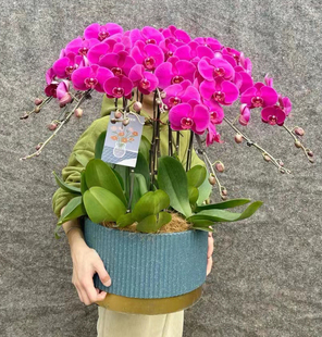 蝴蝶兰盆栽带花苞精品蝴蝶兰花盆栽年宵花兰花北京同城